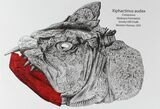 Xiphactinus Lower Jaws - Terror of The Cretaceous Seas! #77891-1